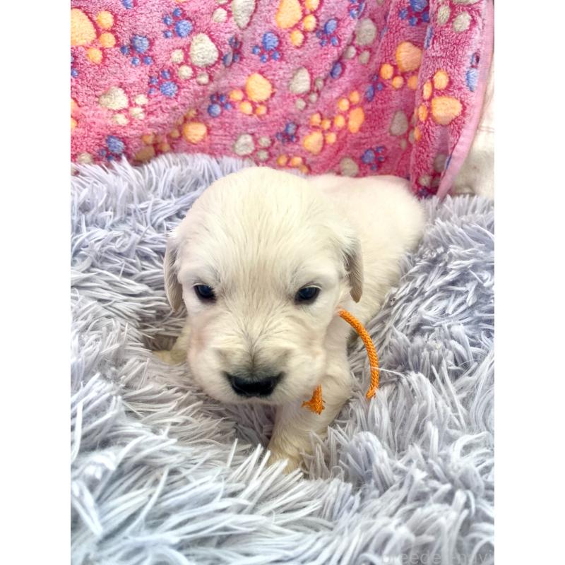 販売中の東京都のゴールデンレトリーバー-440363の6枚目