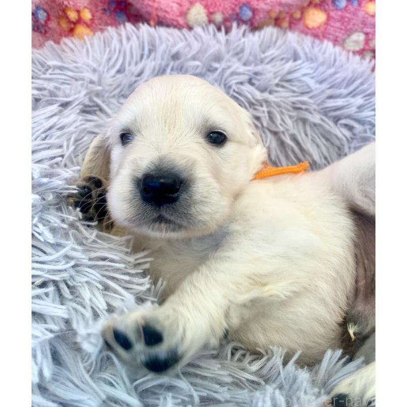 販売中の東京都のゴールデンレトリーバー-440363の4枚目