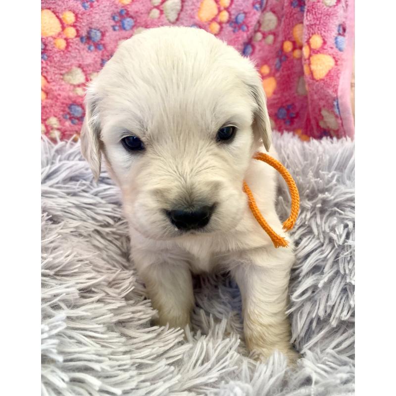 販売中の東京都のゴールデンレトリーバー-440363の2枚目