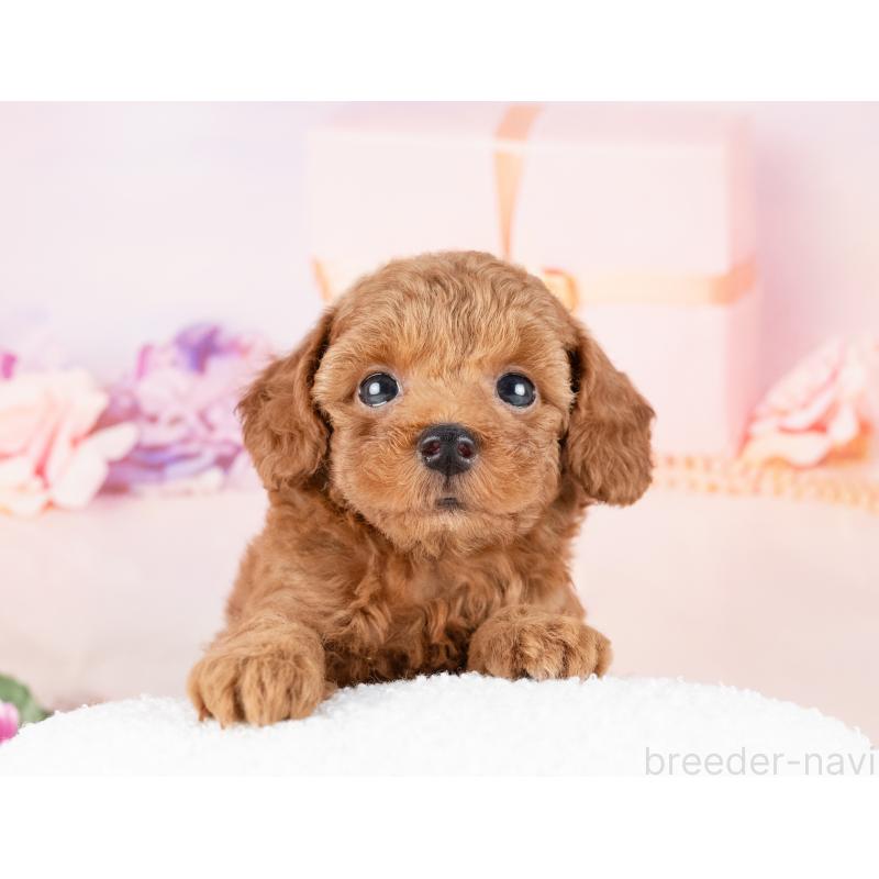 販売中の岐阜県のトイプードル-440364の7枚目