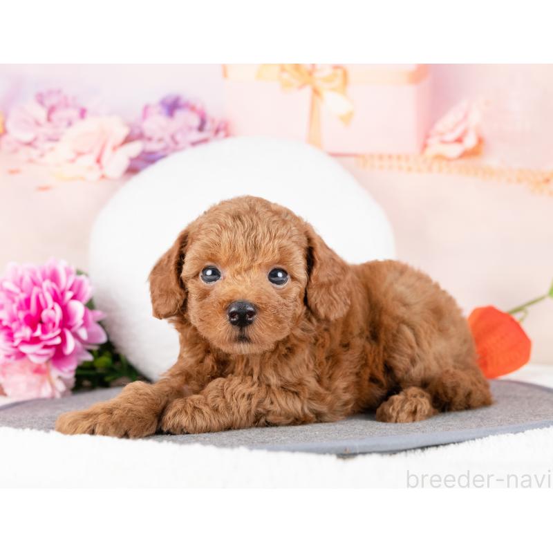 販売中の岐阜県のトイプードル-440364の5枚目