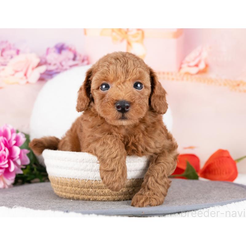 販売中の岐阜県のトイプードル-440364の4枚目