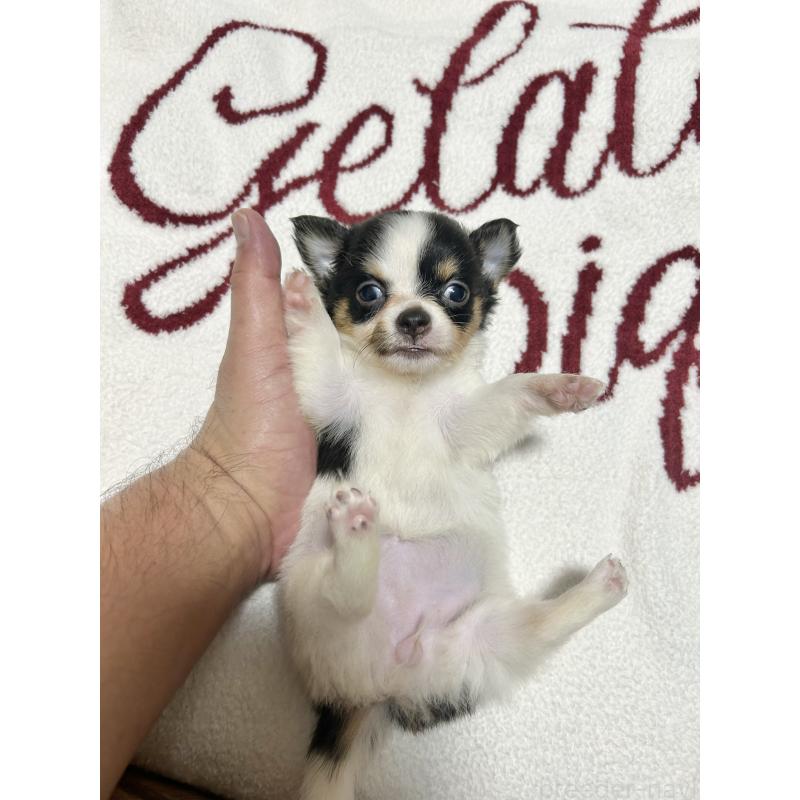 販売中の埼玉県のチワワ(ロングコート)-440366の1枚目