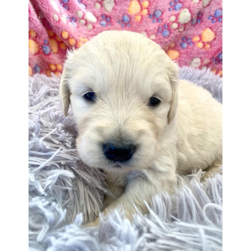 販売中の東京都のゴールデンレトリーバー-440367の16枚目