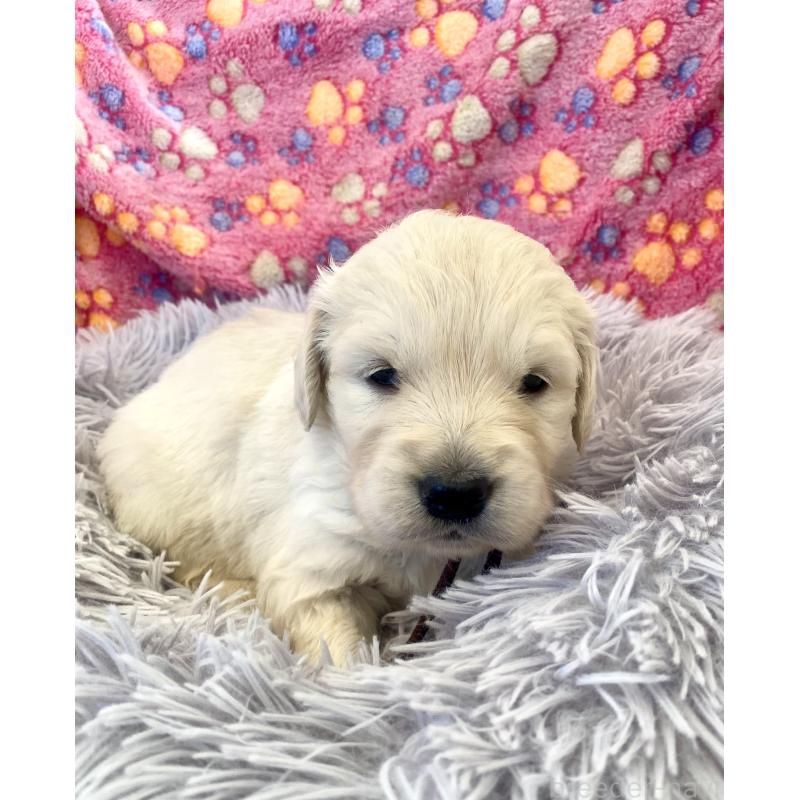 販売中の東京都のゴールデンレトリーバー-440367の15枚目