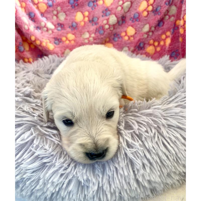 販売中の東京都のゴールデンレトリーバー-440367の14枚目