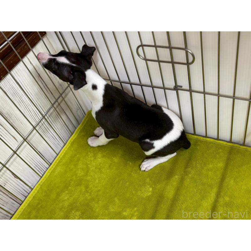 販売中の鹿児島県のイタリアングレーハウンド(イタグレ)-432176の4枚目