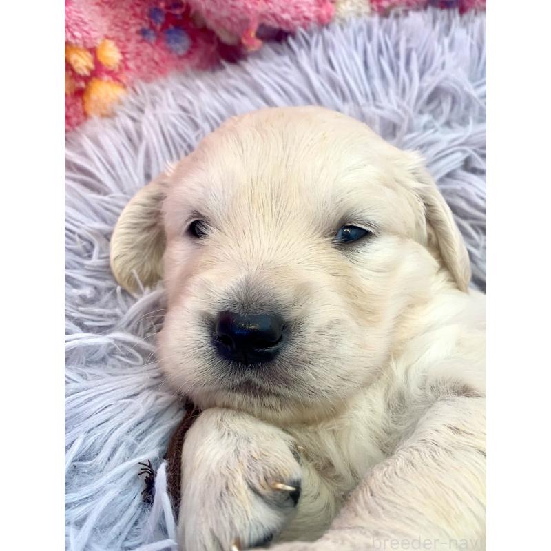 販売中の東京都のゴールデンレトリーバー-440367の13枚目