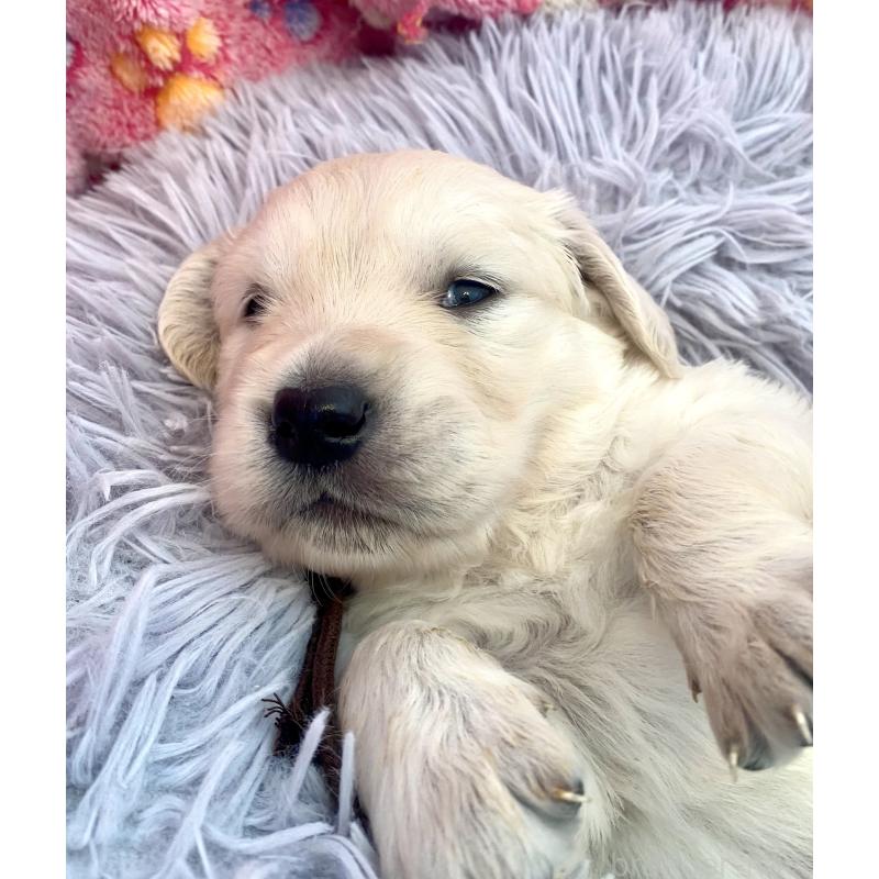 販売中の東京都のゴールデンレトリーバー-440367の12枚目