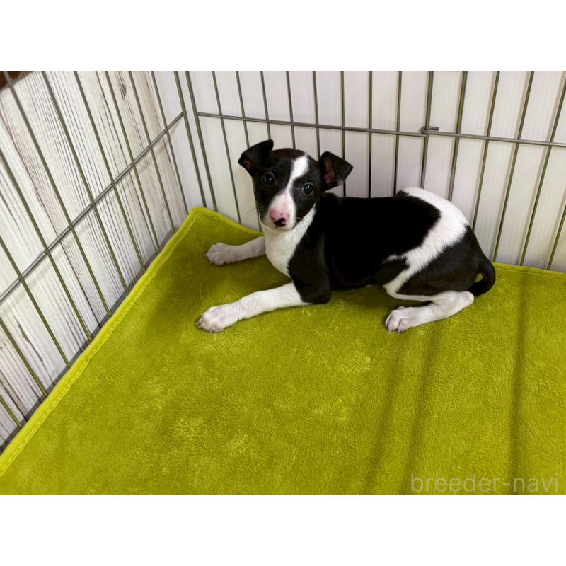 販売中の鹿児島県のイタリアングレーハウンド(イタグレ)-432176の2枚目