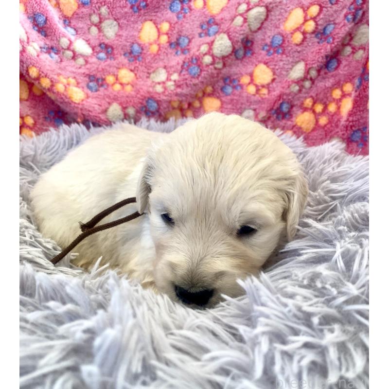 販売中の東京都のゴールデンレトリーバー-440367の11枚目