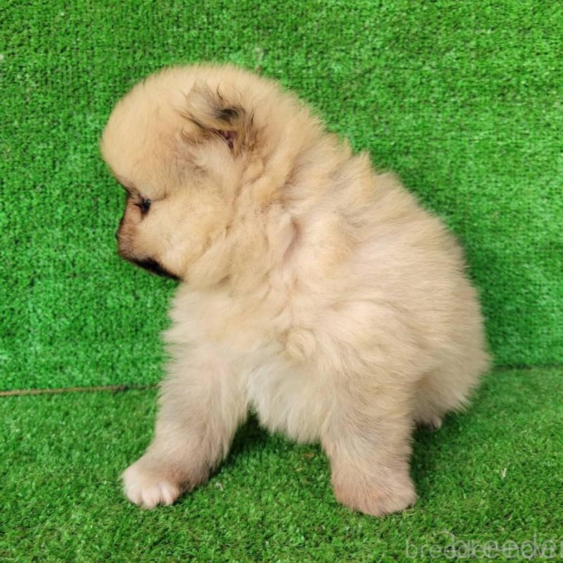 販売中の福岡県のポメラニアン-440365の3枚目