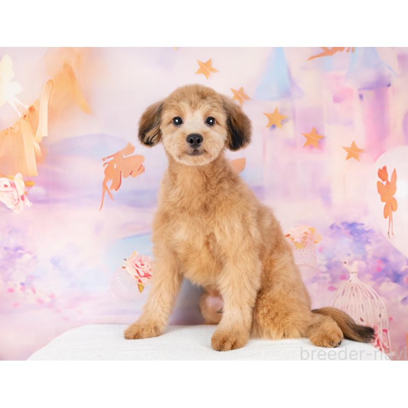 販売中の岐阜県のポメプー:ポメラニアン×トイプードル-440368の7枚目