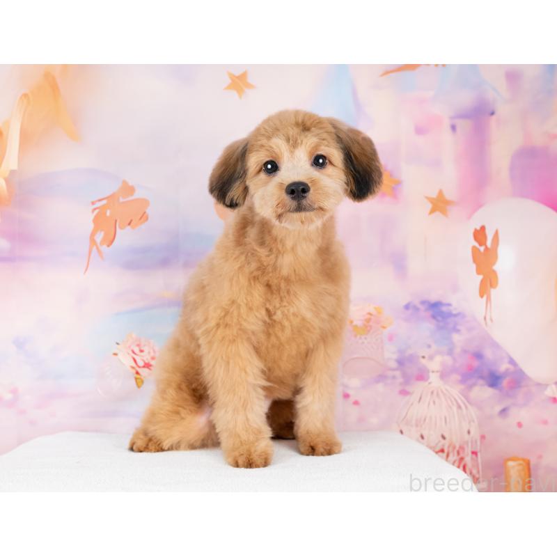 販売中の岐阜県のポメプー:ポメラニアン×トイプードル-440368の6枚目