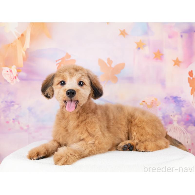 販売中の岐阜県のポメプー:ポメラニアン×トイプードル-440368の5枚目