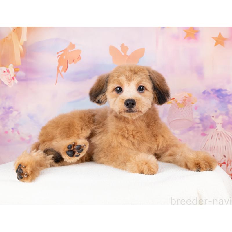 販売中の岐阜県のポメプー:ポメラニアン×トイプードル-440368の4枚目