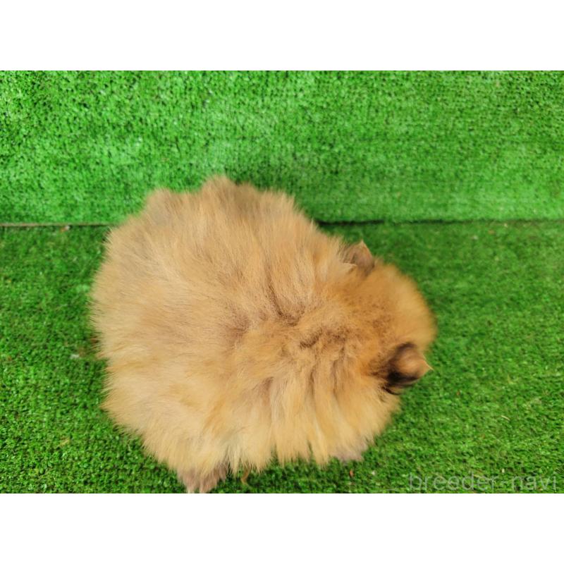 販売中の福岡県のポメラニアン-440369の3枚目