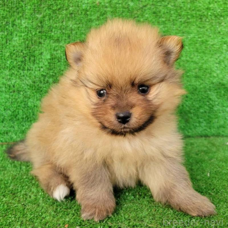 販売中の福岡県のポメラニアン-440369の1枚目