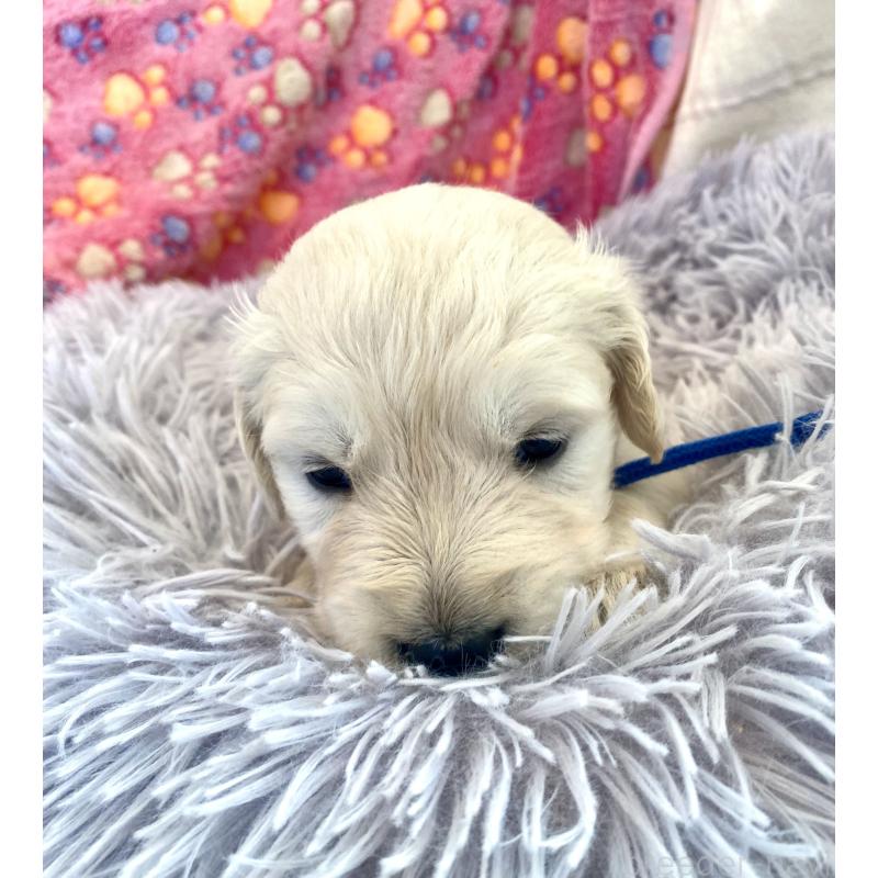 販売中の東京都のゴールデンレトリーバー-440367の9枚目