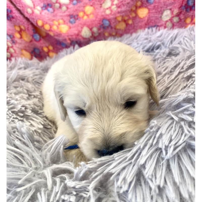 販売中の東京都のゴールデンレトリーバー-440367の8枚目