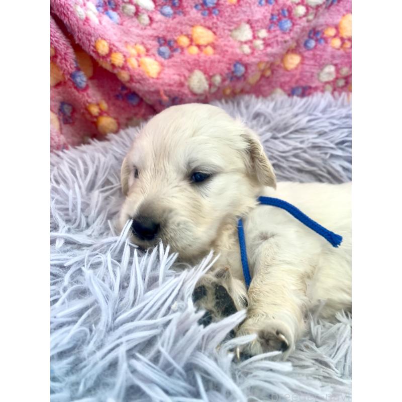 販売中の東京都のゴールデンレトリーバー-440367の7枚目