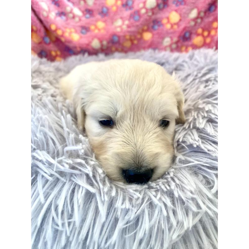 販売中の東京都のゴールデンレトリーバー-440367の6枚目