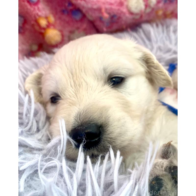 販売中の東京都のゴールデンレトリーバー-440367の5枚目