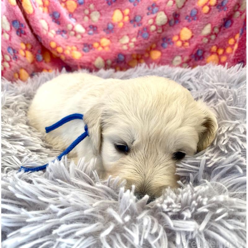 販売中の東京都のゴールデンレトリーバー-440367の4枚目