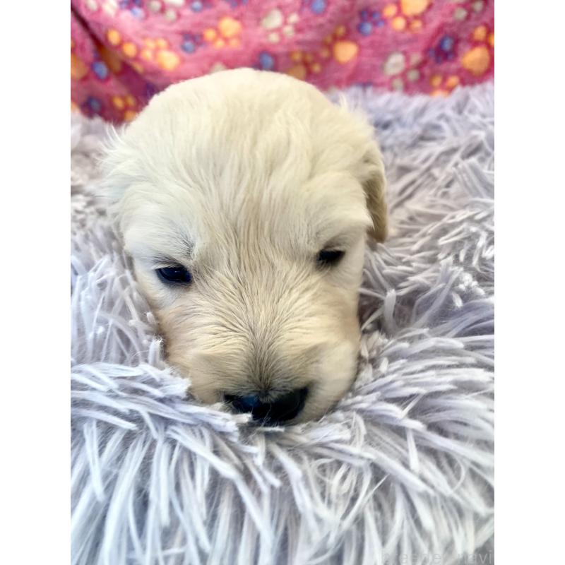 販売中の東京都のゴールデンレトリーバー-440367の3枚目