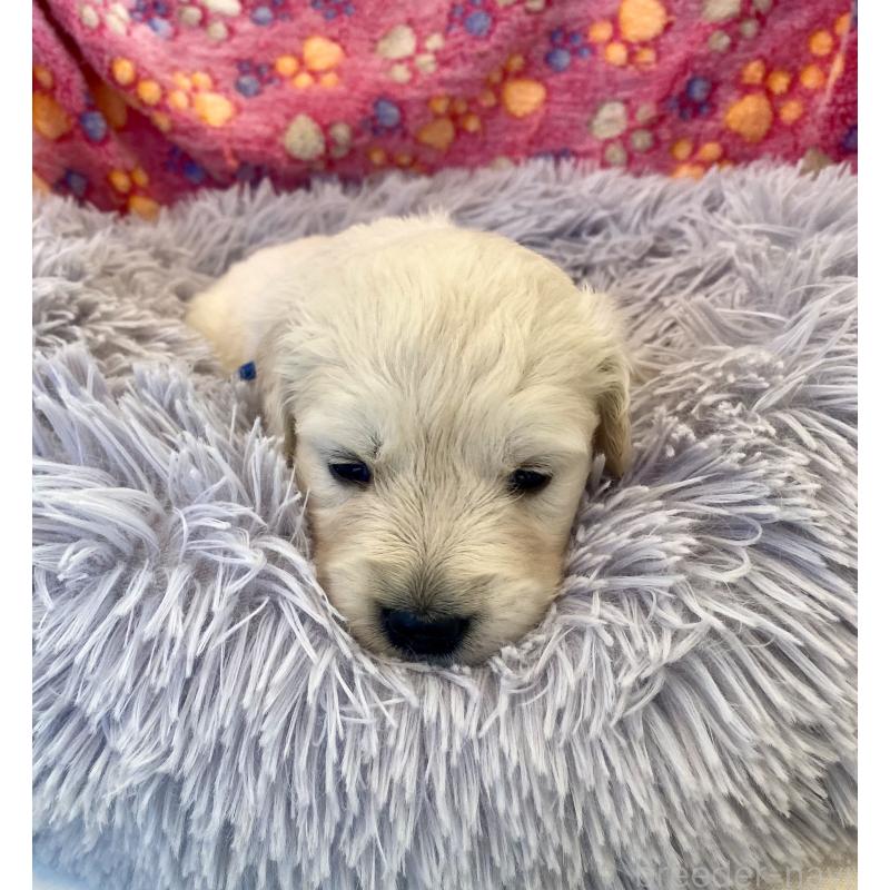 販売中の東京都のゴールデンレトリーバー-440367の2枚目