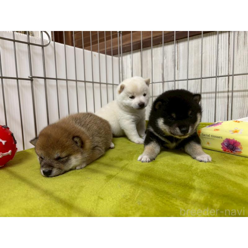 成約済の鹿児島県の豆柴-438053の5枚目