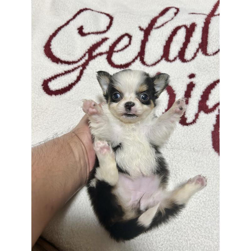 販売中の埼玉県のチワワ(ロングコート)-440370