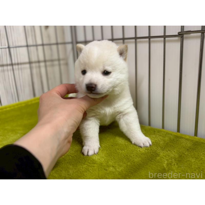 成約済の鹿児島県の豆柴-438053の4枚目