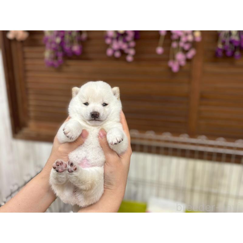 成約済の鹿児島県の豆柴-438053の3枚目