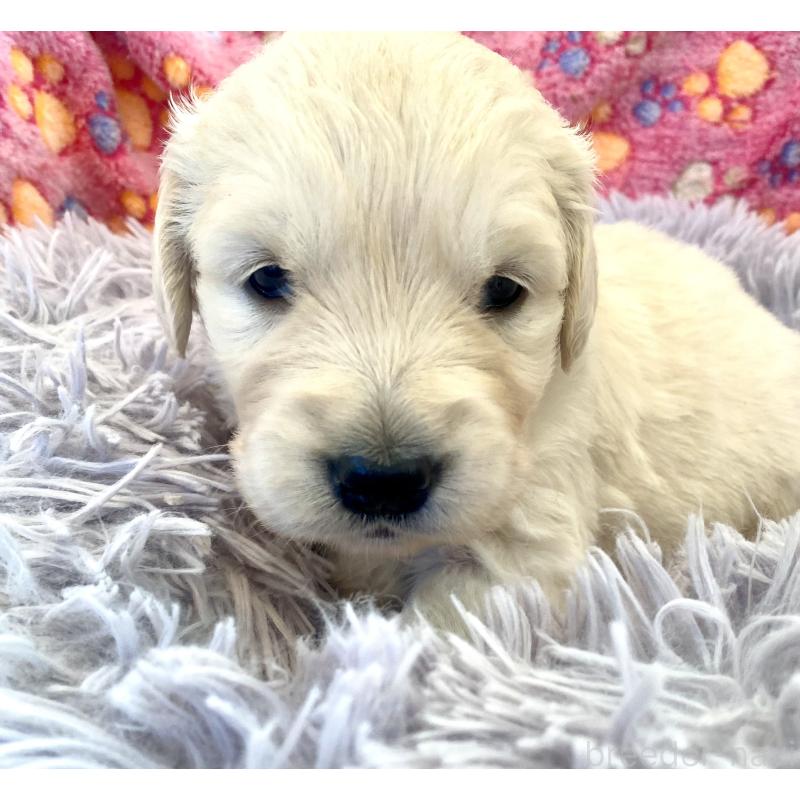 販売中の東京都のゴールデンレトリーバー-440371の1枚目