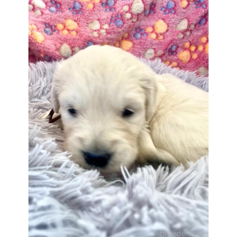 販売中の東京都のゴールデンレトリーバー-440371の7枚目