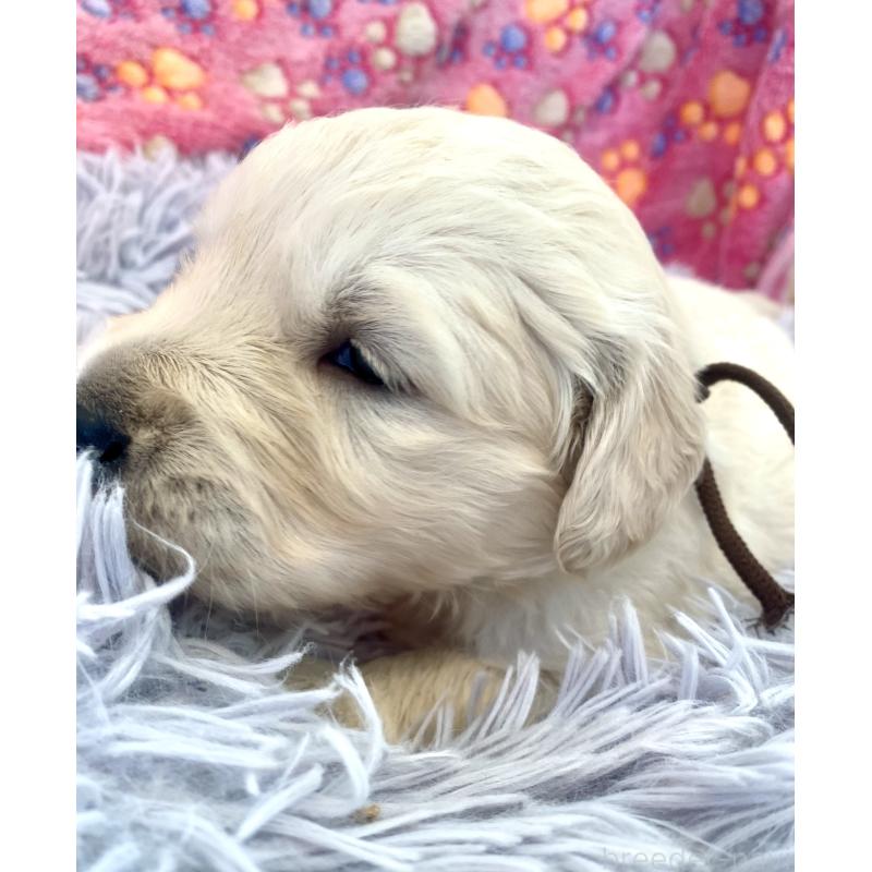 販売中の東京都のゴールデンレトリーバー-440371の6枚目