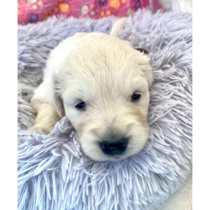 販売中の東京都のゴールデンレトリーバー-440371の3枚目