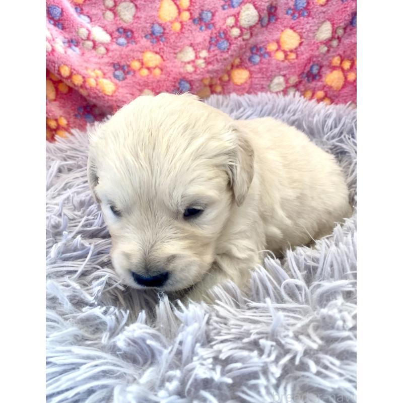 販売中の東京都のゴールデンレトリーバー-440371の2枚目