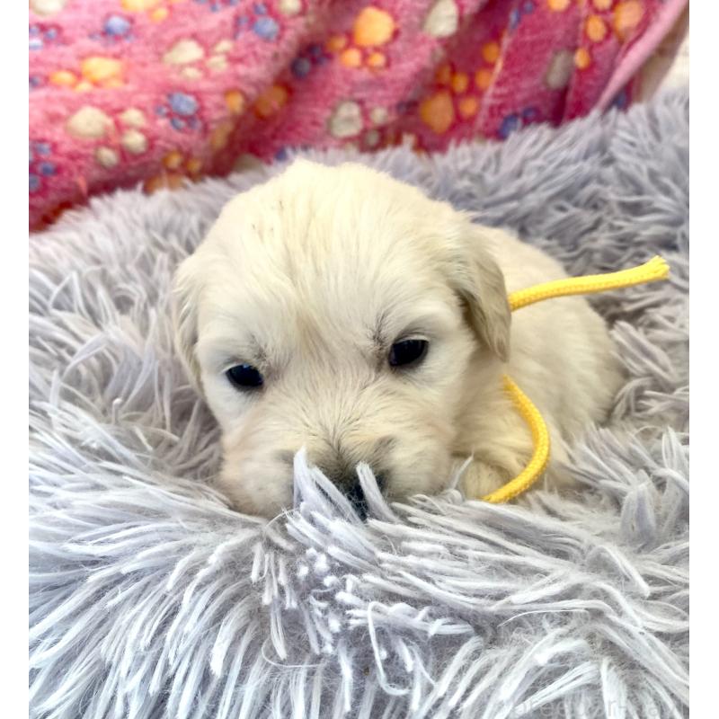 販売中の東京都のゴールデンレトリーバー-440373の7枚目