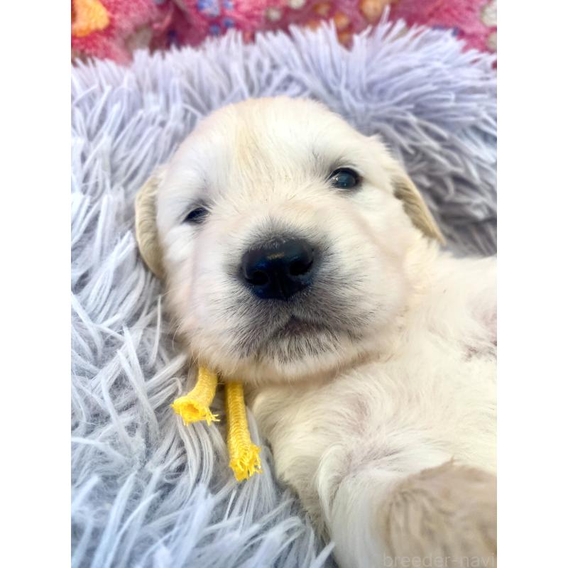 販売中の東京都のゴールデンレトリーバー-440373の6枚目