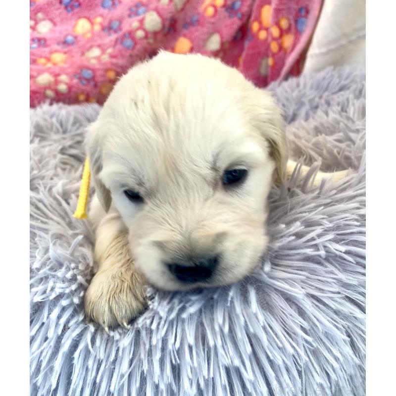 販売中の東京都のゴールデンレトリーバー-440373の5枚目