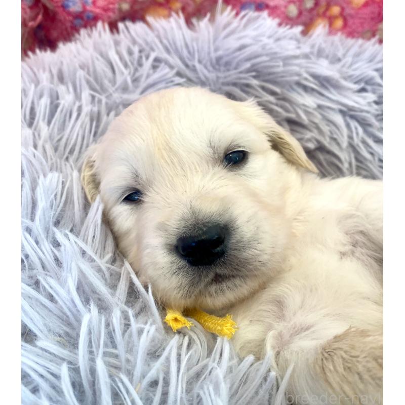 販売中の東京都のゴールデンレトリーバー-440373の4枚目