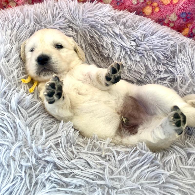 販売中の東京都のゴールデンレトリーバー-440373の2枚目