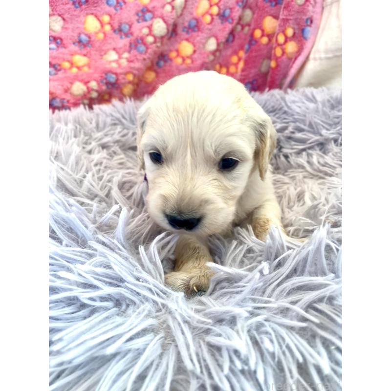 販売中の東京都のゴールデンレトリーバー-440375の1枚目