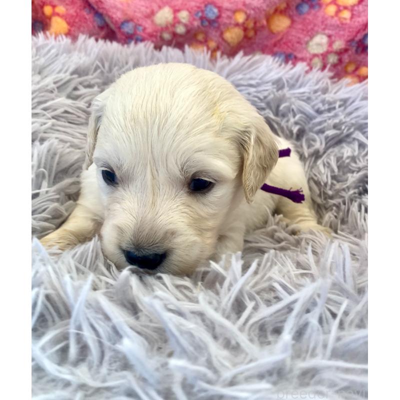 販売中の東京都のゴールデンレトリーバー-440375の8枚目