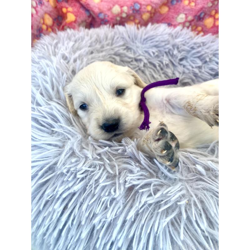 販売中の東京都のゴールデンレトリーバー-440375の7枚目