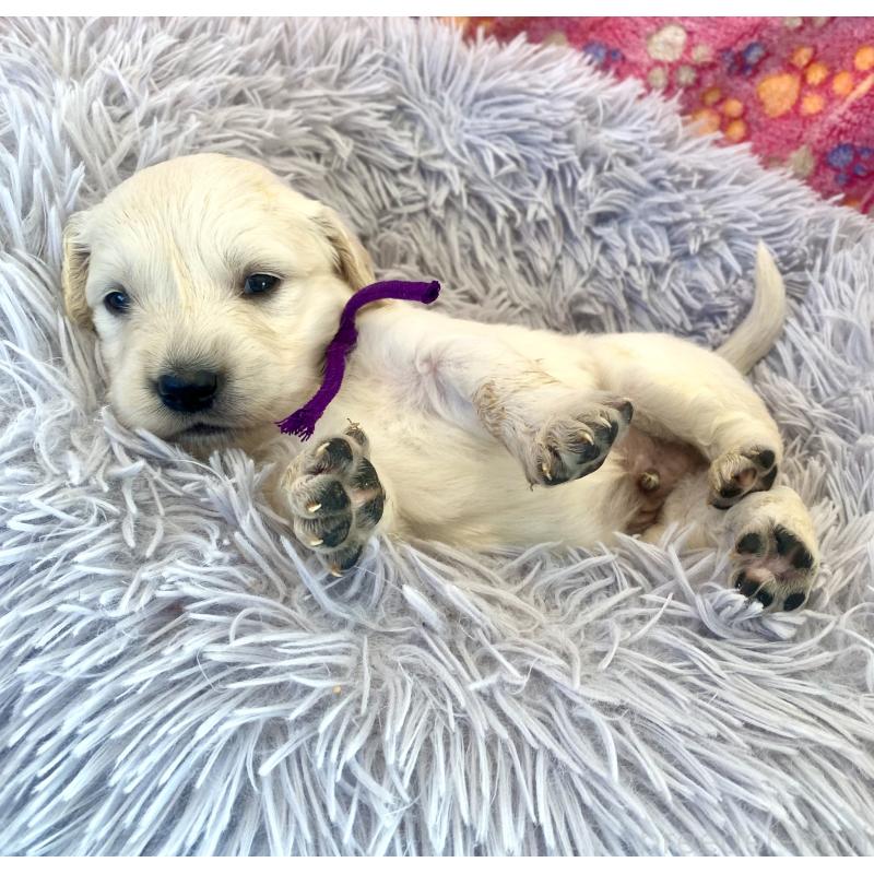 販売中の東京都のゴールデンレトリーバー-440375の6枚目