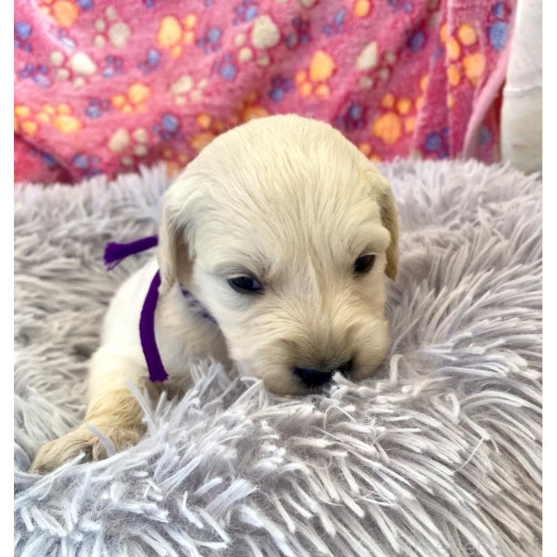 販売中の東京都のゴールデンレトリーバー-440375の2枚目