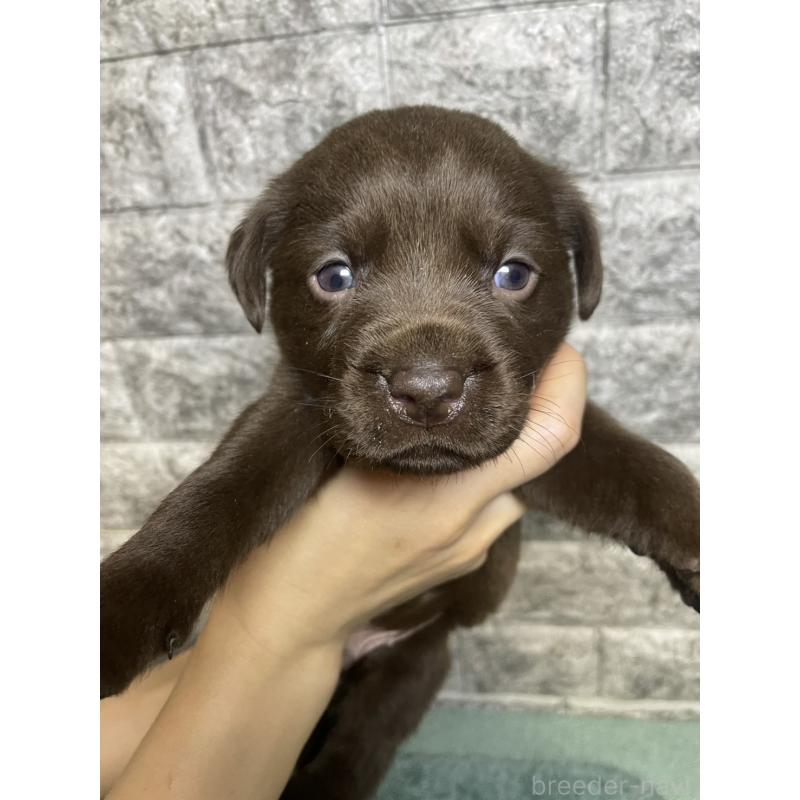 販売中の千葉県のラブラドールレトリーバー-440386